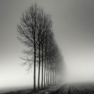 arboles_bn