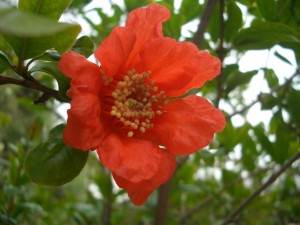 primavera 2010 005